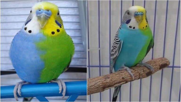 The strangest parrot in the world, it is 'two birds' in one body, each part has a different color!