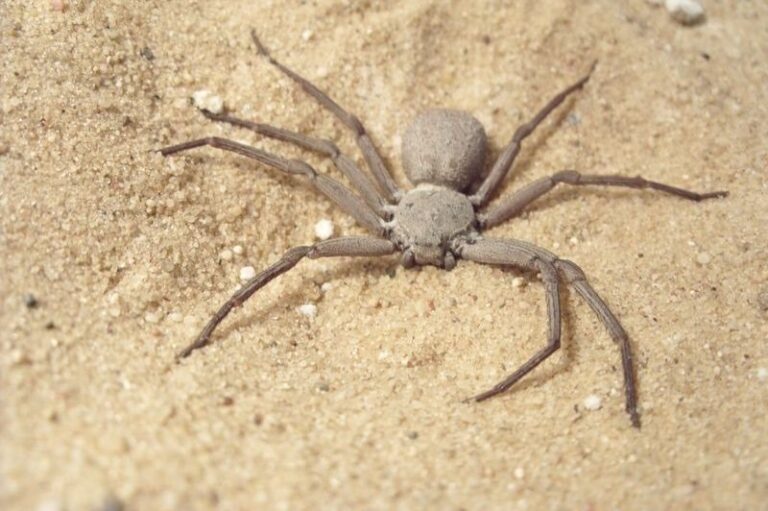 This 6-eyed spider buries itself in the sand, you will also be shocked to know the reason