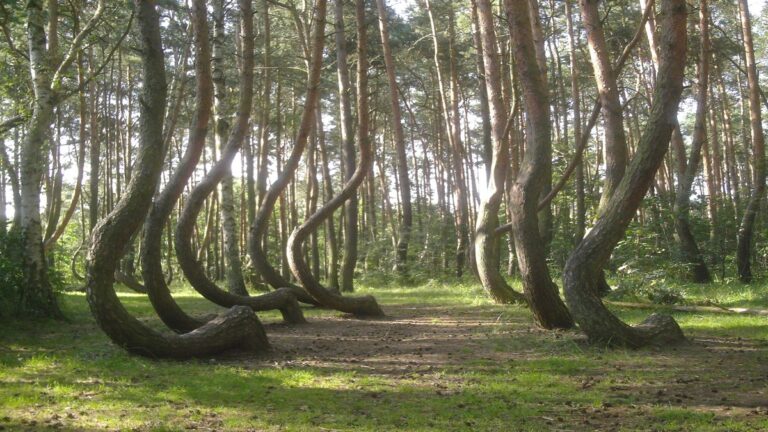 The most mysterious forest in the world, where trees have strange shapes