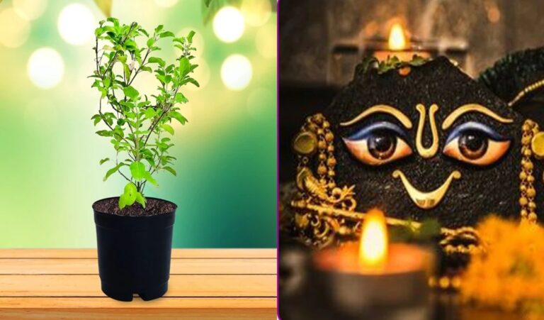 Keeping Shaligram in Tulsi in this direction receives the blessings of Goddess Lakshmi