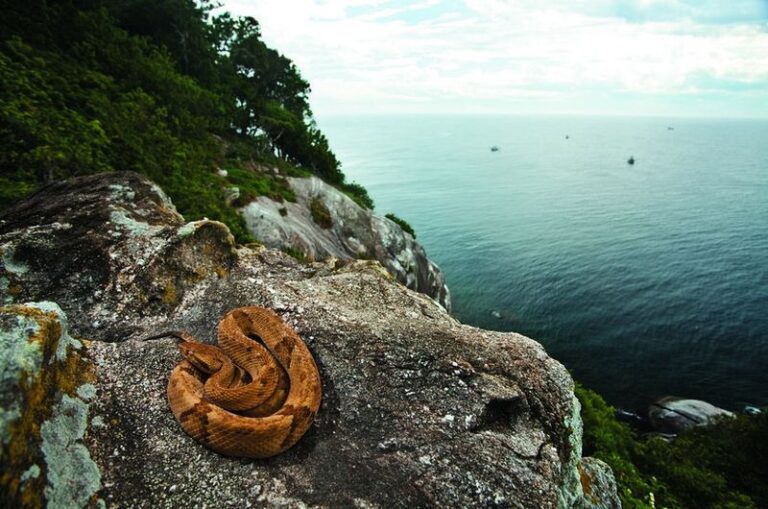 This island is very dangerous, poisonous snakes rule all around