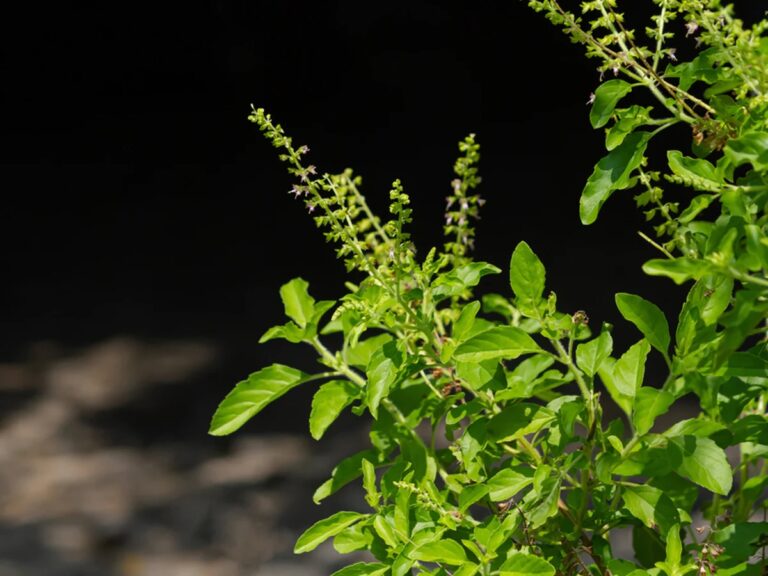 This miraculous remedy of 11 leaves of Tulsi will fulfill every desire, try it!