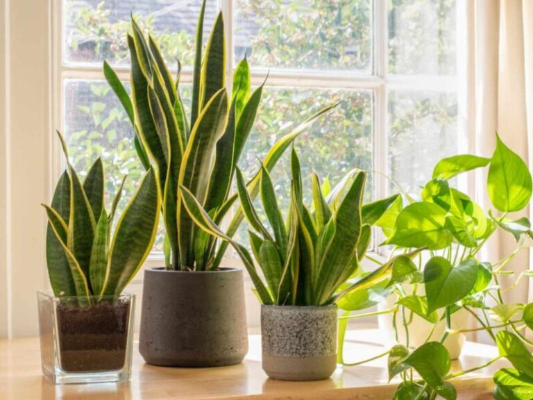 A snake plant kept at this special place in the house rains wealth all around, removes scarcity of wealth.