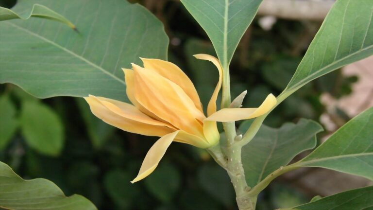 These two yellow flowers are dear to Lord Ganesha and Goddess Lakshmi, just plant them at home and you will get quick financial benefits.