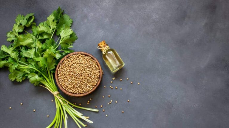 From controlling sugar to improving digestion, drinking coriander water has tremendous benefits