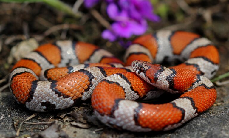 This strange snake is very 'elusive', it can imitate many dangerous snakes, you will be shocked to know the reason!