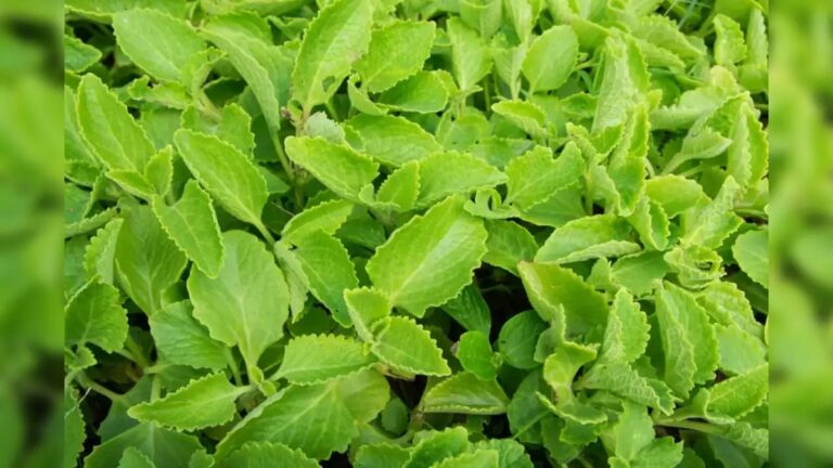 Known as a superfood, Ajama leaves have health benefits when consumed