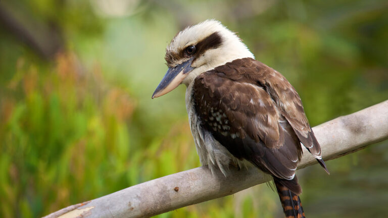 The bird is famous for its scary voice, with social media users calling its voice 'demonic'