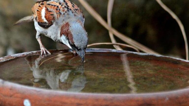 If you want progress in career and business, feed and water the birds daily, financial crisis will also be removed.