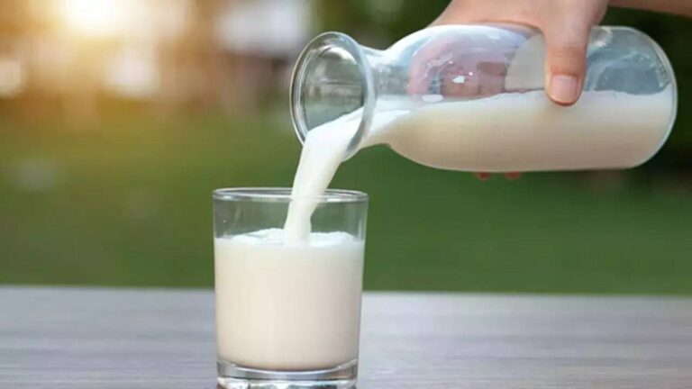 Which animal's milk contains alcohol? As soon as you drink, you get drunk like alcohol, do you know the answer?