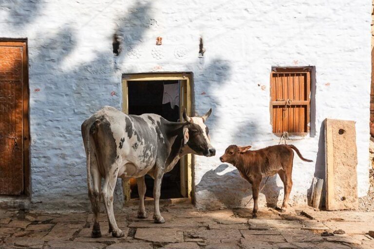 Seeing a cow outside the house early in the morning is an indication, do it immediately, the sleeping luck will wake up.