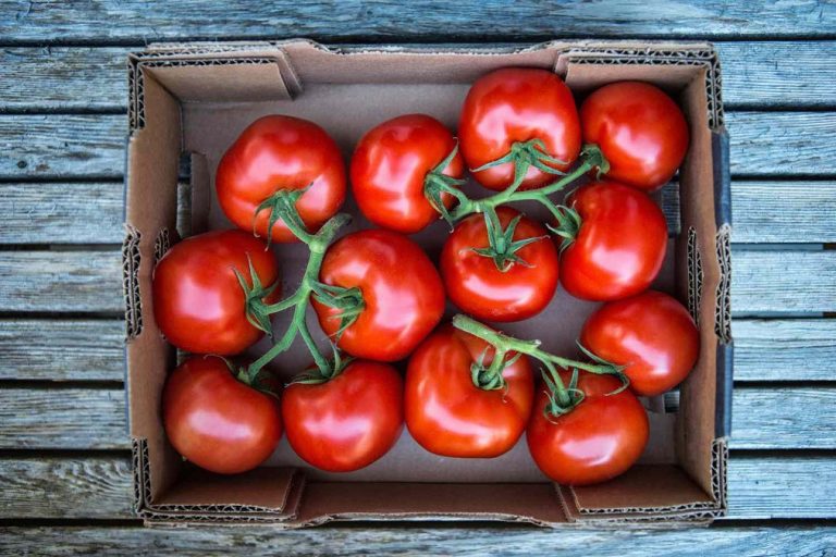 Tomatoes Tricks Eating tomatoes incorrectly can cause health problems keep these things in mind while eating