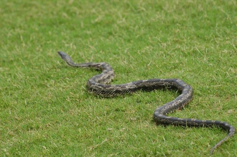 Offbeat If a snake runs after you you should run like this snake expert answered