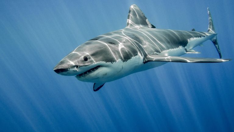 A drunken shark was seen roaming in the sea