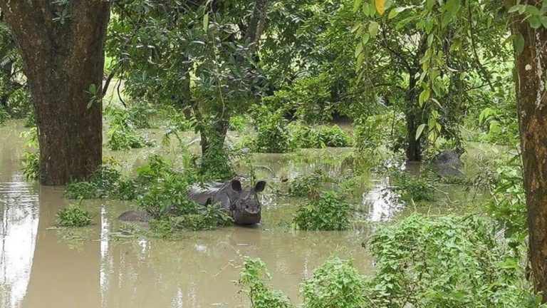 Assam flood worsened situation many animals died due to drowning 1