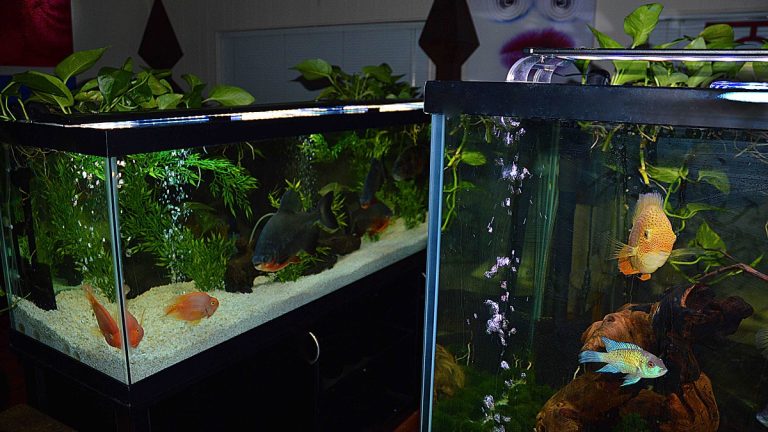 If you dont have enough money in your house keep a fish aquarium in this direction