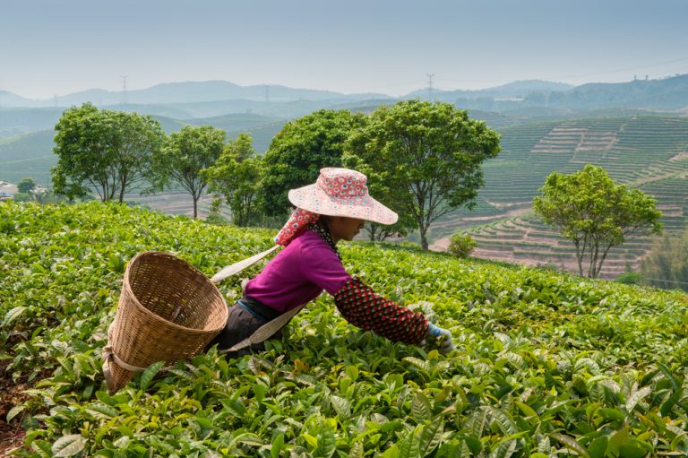 Why the sudden decline in tea production in India