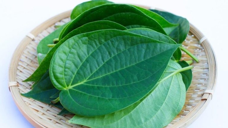 benefits of betel leaf paan f