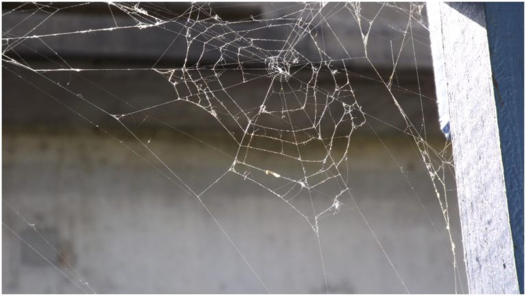 vastu tips for home spider webs is considered inauspicious in vastu know vastu tips f