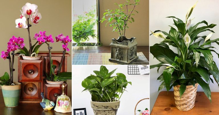 vastu tips for plants in hindi do not plant these plants in home f