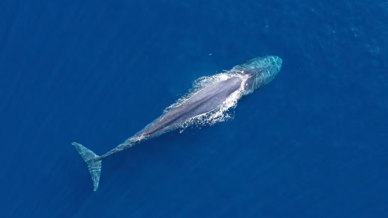 fresh whale carcass found in new zealand south otago province 1