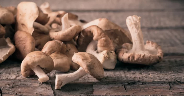 shiitake mushroom benefits 4 1200x